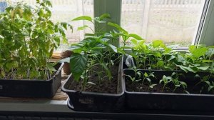 Рассада томатов НА ОКНЕ  ГОТОВАЯ К ПОСАДКЕ.