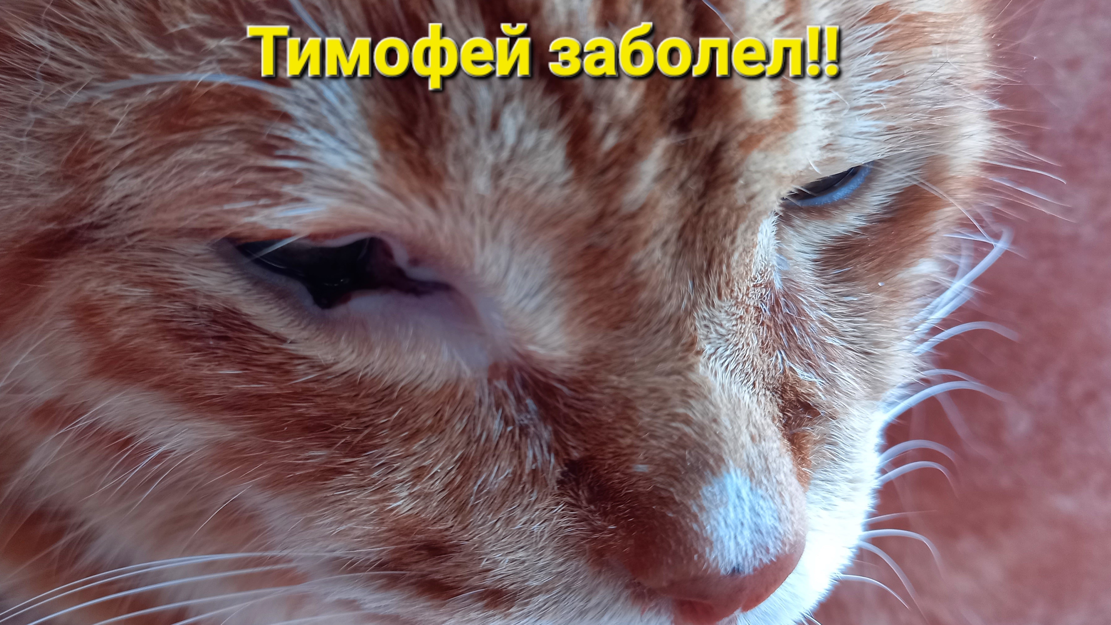 Наш Тимофей заболел!