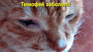 Наш Тимофей заболел!