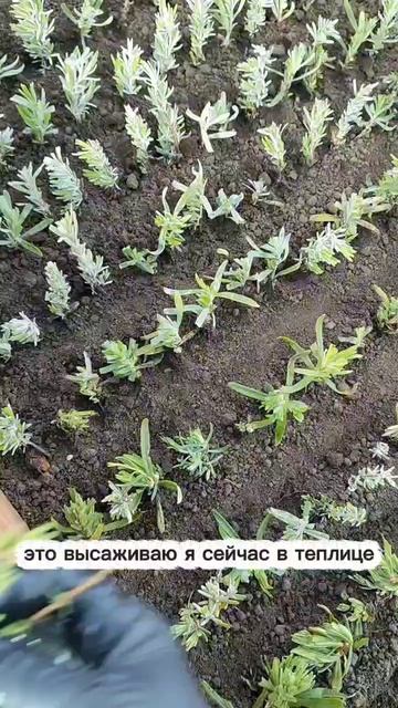 Черенкование лаванды