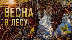 Весенний лес