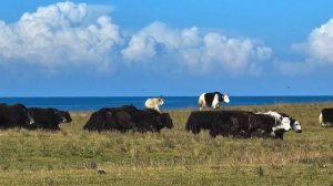 བོད་གཞས་གསར་པ་༢༠༢༦༼གསེར་རི་ལུང་པ།༽ཤེར་བསྟན། སྨོན་ལམ་སྐྱབས། ࿉ by Sherten & Monlam Kyap 2026 Full HD