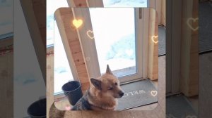 1000057203.mp4 (Собака наблюдает за устройством лестницы на 2-ой этаж в доме А-фрейм)