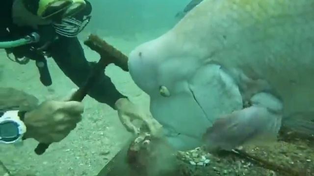 Напарники!.