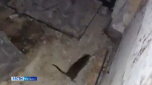 Рассадник грызунов: крысы повредили коммуникации целого дома в Анжеро-Сужденске