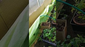 навожу порядок в теплице