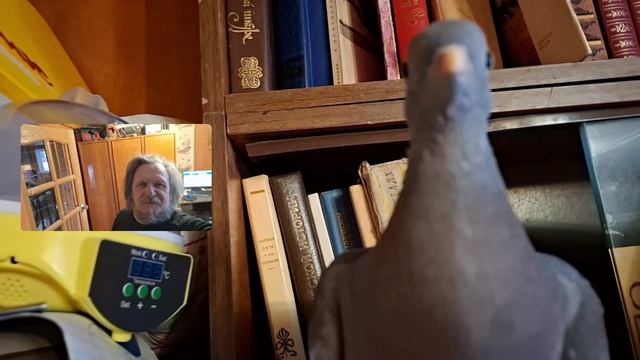 Вытютень зимой дома