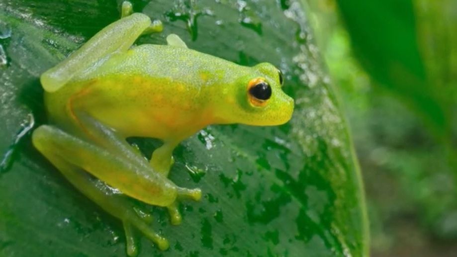 👻Призрак Амазонки🐸Лягушка, которая растворилась в воздухе🌿
