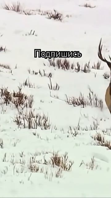 Волчья любовь и преданность.