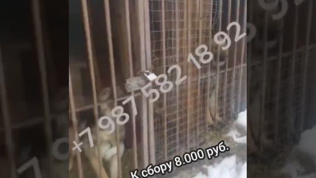 Помогите им выжить в это страшное время.. И СНОВА БОЙ НА ВЫЖИВАНИЕ! ❗28 Апреля..ЛЮДИ