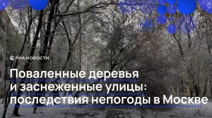 Поваленные деревья и заснеженные улицы: последствия непогоды в Москве