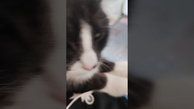 тока бока часть 2