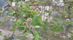 Томаты продолжают гибнуть / Одни расстройства / когда тепло?