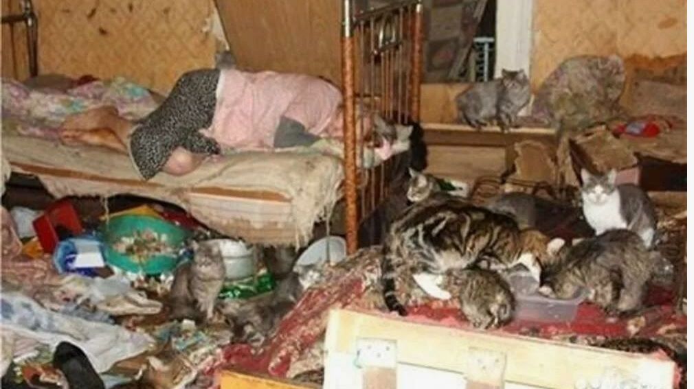 ЧТО ЖДЁТ ГОП СТОП В ПОСЛЕДСТВИЕ . СКУШАЮТ БАБУШКУ КОШКИ .