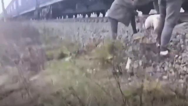 Привязанную цепью к рельсам собаку бросили в Челябинской области

Бедное животное заметил водитель,