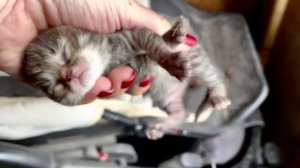 Спасли кошачью семейку