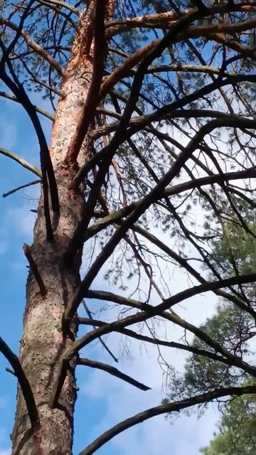 Дятел на лебяжьем озере