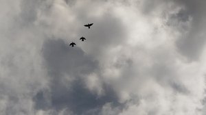 голуби Горловки