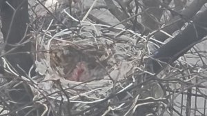 Городские воронята