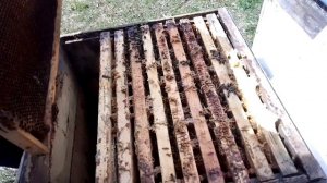 экстремальное пчеловодство