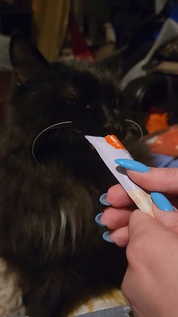 Котик кушает вкусняшку