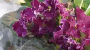 26.04.2026.Москва.Выставка фиалок в Доме фиалок.