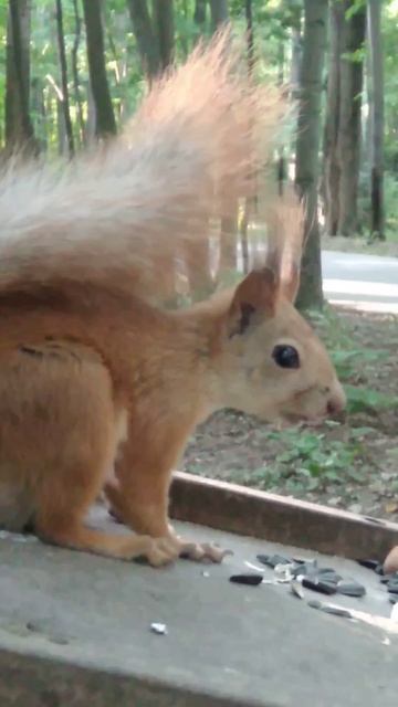 белка с кисточками ест семечки