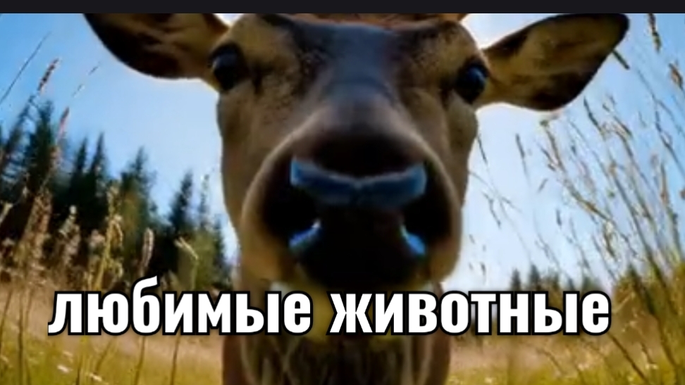 ЛЮБИМЫЕ ЖИВОТНЫЕ — МИР, ПОЛНЫЙ НЕЖНОСТИ И ПРЕДАННОСТИ