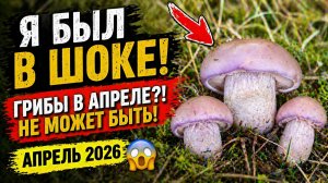 ГРИБЫ В АПРЕЛЕ?! Я НЕ ПОВЕРИЛ СВОИМ ГЛАЗАМ Сбор грибов 2026