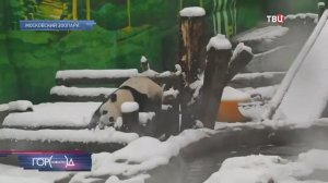 Юная панда Катюша обрадовалась апрельскому снегу