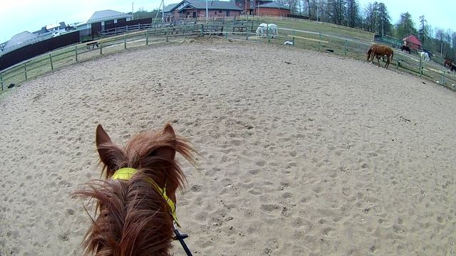 #жизнь_Аликорна 22.04.26 Впервые работаем в манеже