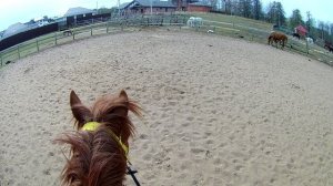 #жизнь_Аликорна 22.04.26 Впервые работаем в манеже