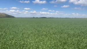 Система/подсолнечник