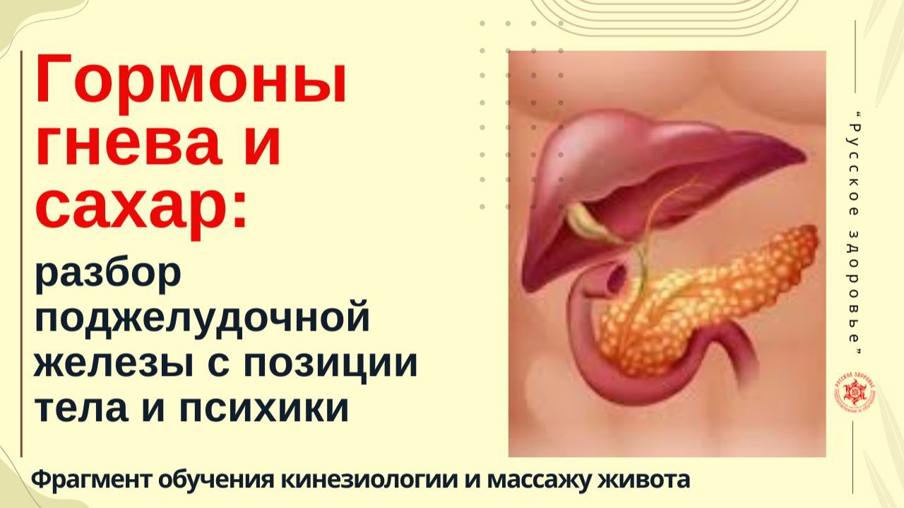 Гормоны гнева и сахар: разбор поджелудочной железы с позиции тела и психики. Фрагмент обучения