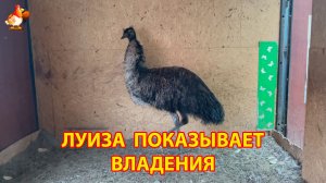 Страусиха эму Луиза показывает, кто здесь хозяйка