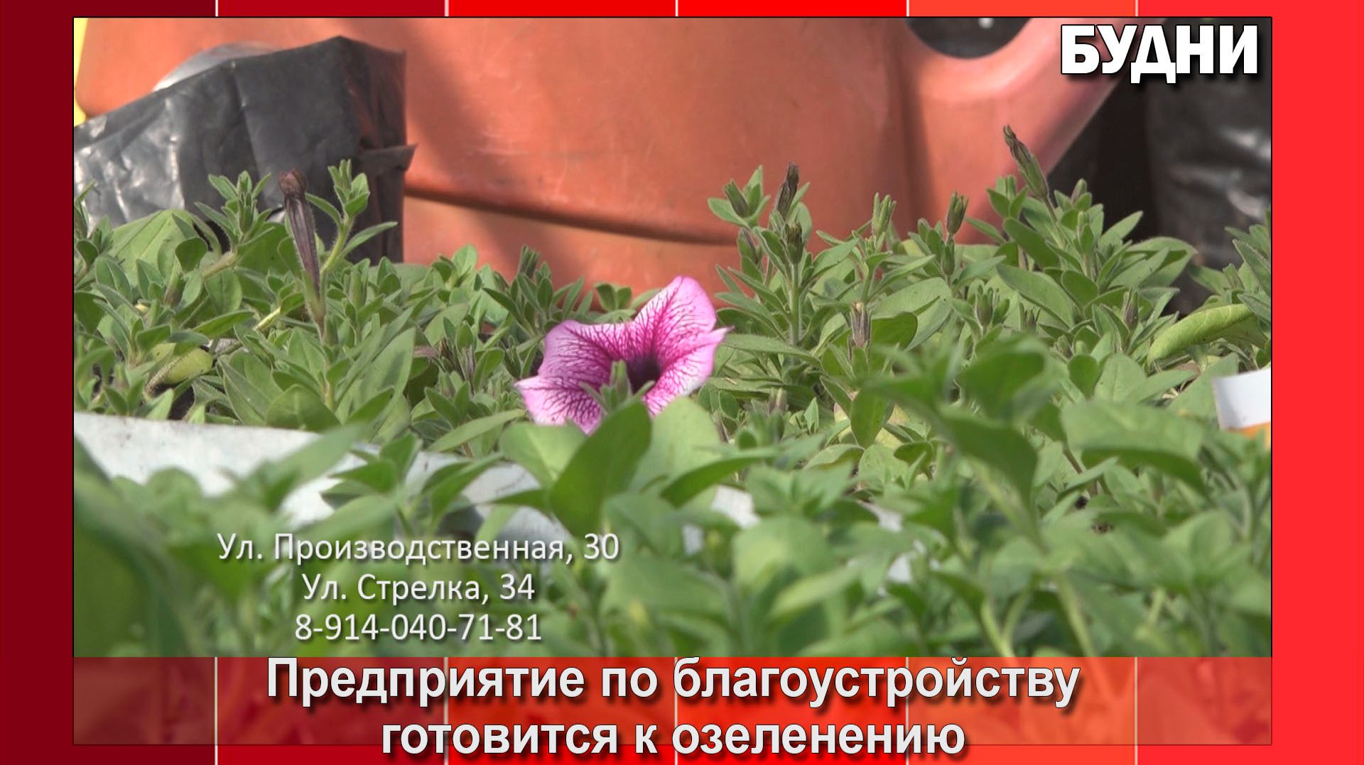 Цветочная рассада для украшения Белогорска «переехала» в теплицы