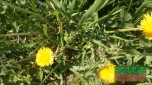 СТАС МИХАЙЛОВ.АЛЬБОМ САМЫХ ПОПУЛЯРНЫХ ПЕСЕН ДЛЯ ДУШИ. _ВСЁ ДЛЯ ТЕБЯ_!