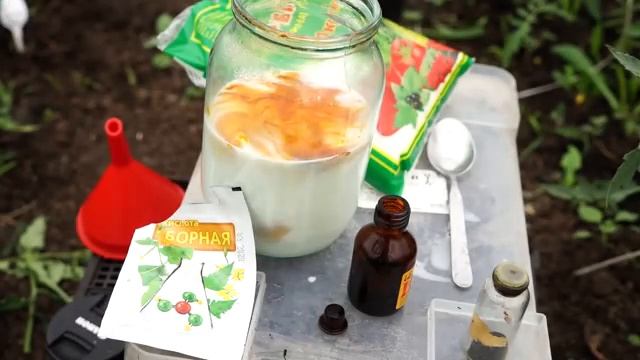 ПЕРВАЯ И САМАЯ ВАЖНАЯ ПОДКОРМКА томатов после высадки в грунт