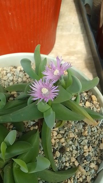 Расцвел мой суккулент