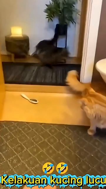 Почему котики так себя ведут? 🤣