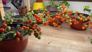 Урожай ДОМА который меня удивил - Томаты 4 месяца от посева