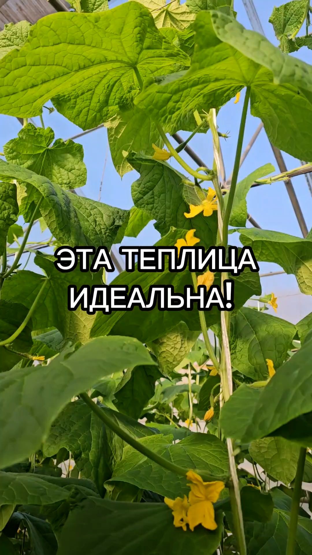Каким должен быть ИДЕАЛЬНЫЙ ОГУРЕЦ?