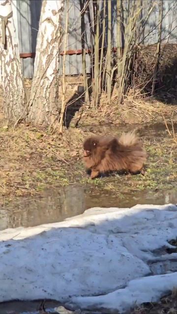 Весна, которую мы заслужили. #потоп #весна2026 #паводок #стихия #туласити