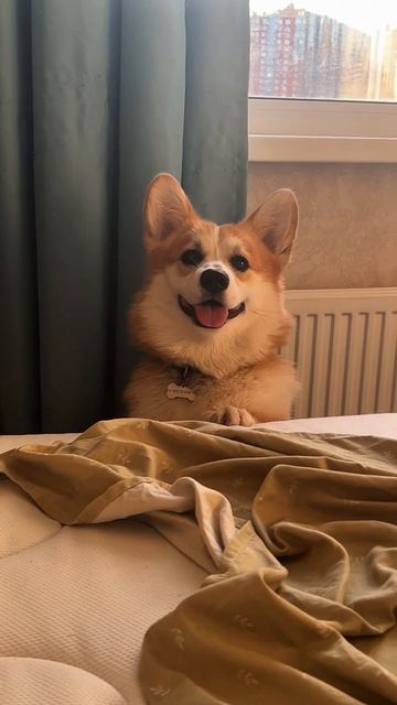 Представляю вам идеального корги 🧡
