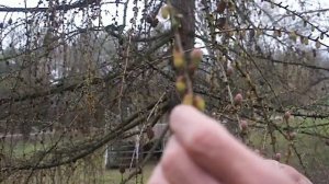 Аршиновский парк, апрель 2026 г.