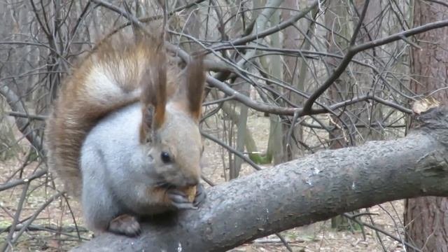 Птички и белки в сосновом Кемерово