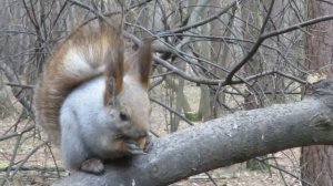 Птички и белки в сосновом Кемерово