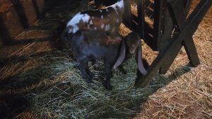 Новые жилички.Часть 1-ая.