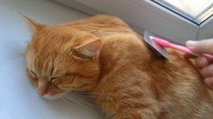 Рыжее сонное царство