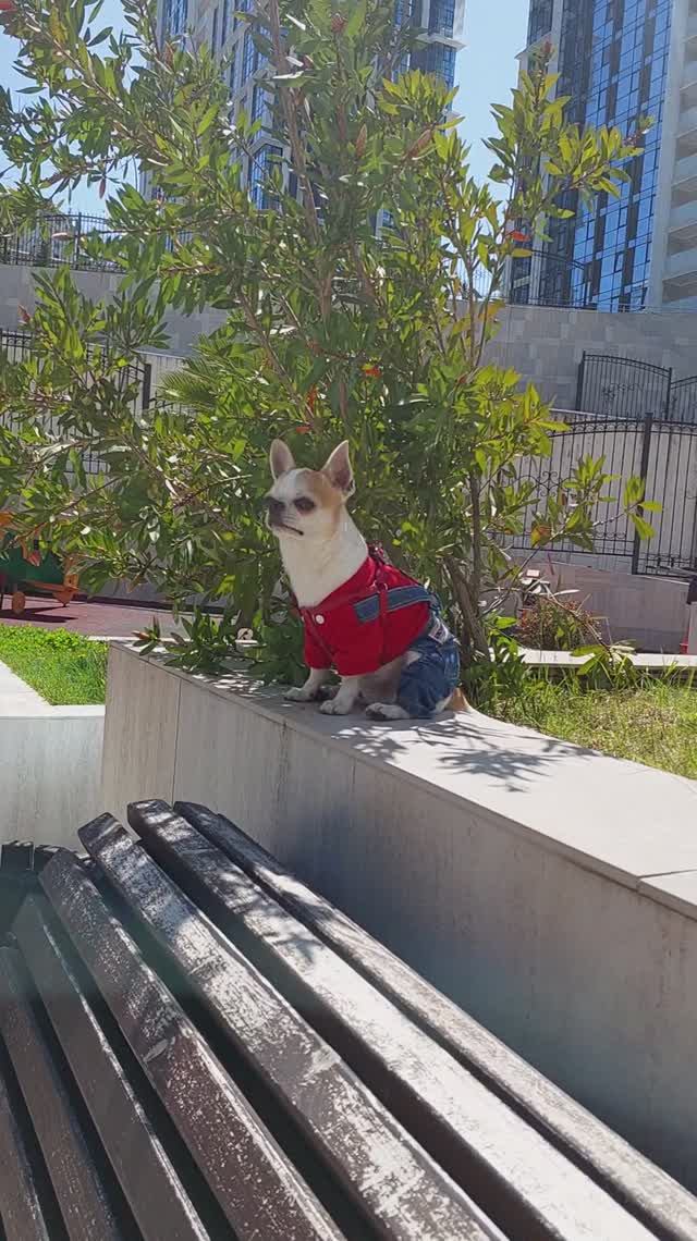 #ЧихуахуаПринцРеди❤️ОХ РАНО ВСТАЕТ ОХРАНА)